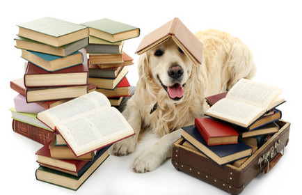 Hund im Bücherhaufen.