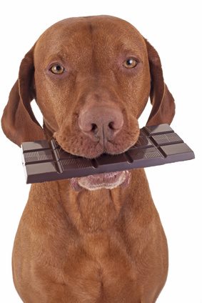 Hund mit Schokolade