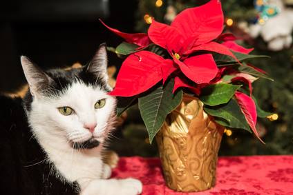 Katze mit Weihnachtsstern