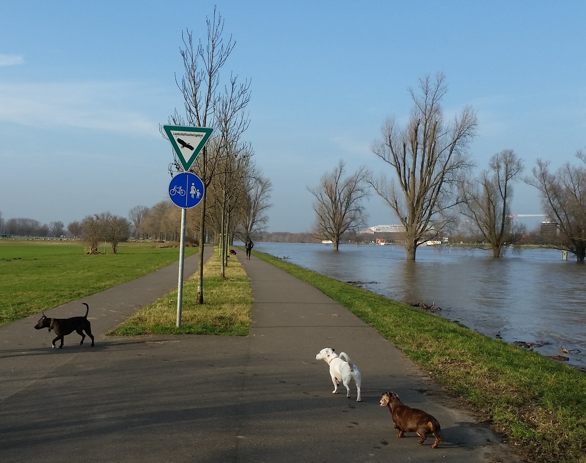 meine Hunde am Rhein