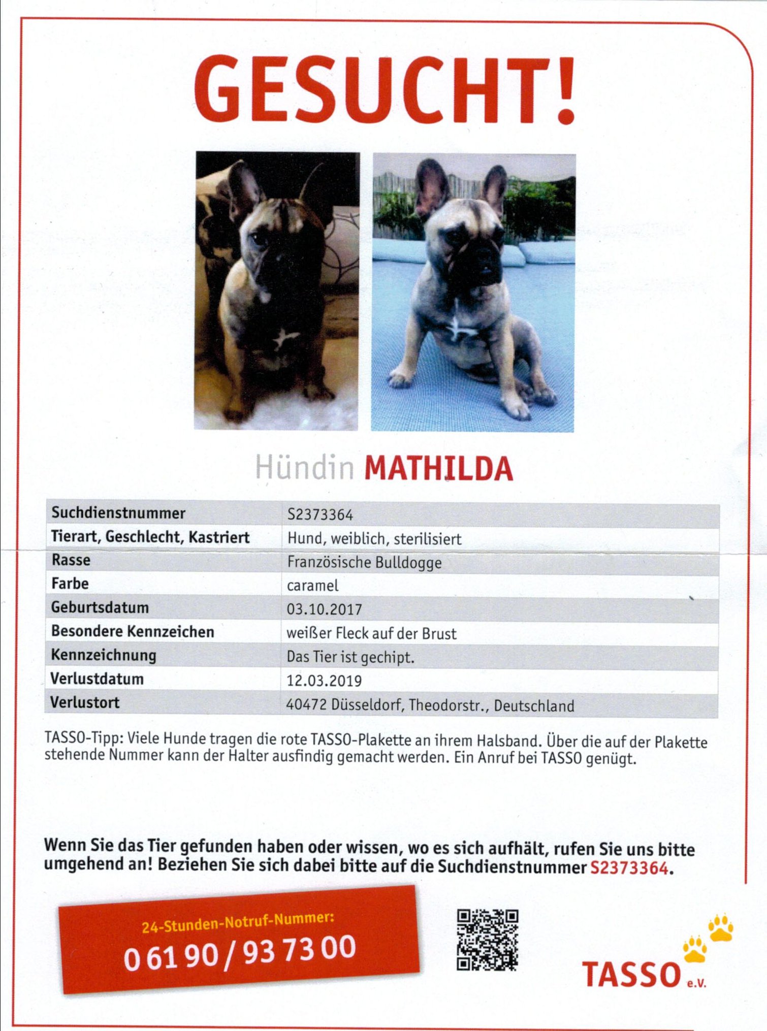Suchplakat Französische Bulldogge Mathilda